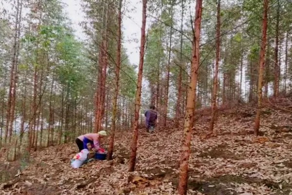桉树高产的种植技术,适宜在每年春季进行移栽