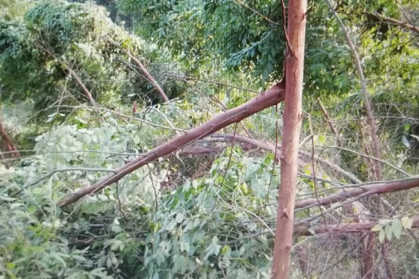 桉树高产的种植技术,适宜在每年春季进行移栽