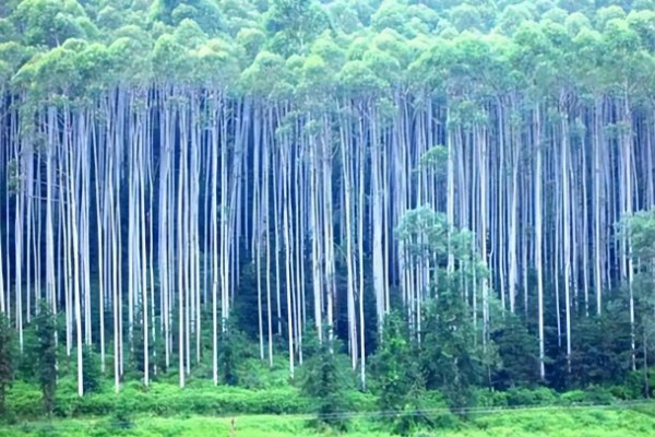 桉树高产的种植技术,适宜在每年春季进行移栽