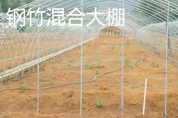 大棚选哪种类型比较好,推荐简易竹架大棚、钢竹混合大棚等