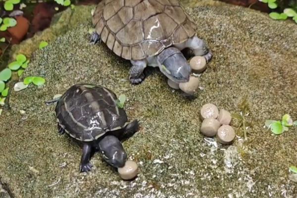 草龟如何喂食,幼年时期可以一天喂1次