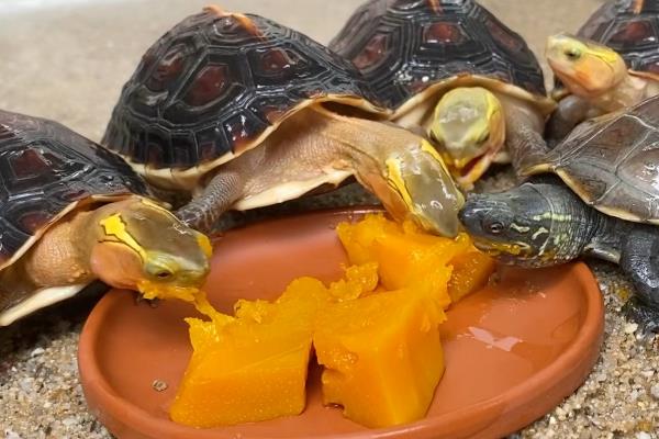 草龟如何喂食,幼年时期可以一天喂1次