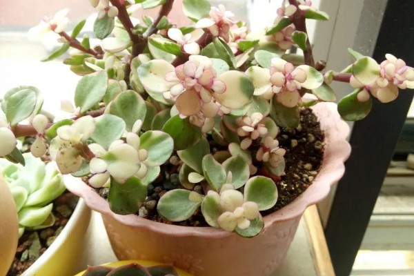 雅乐之舞怎么浇水，根据季节来浇水
