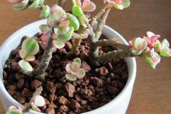 雅乐之舞怎么浇水，根据季节来浇水