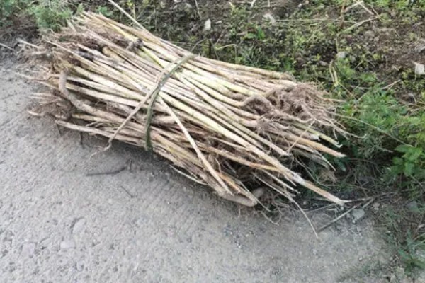 油菜杆可以喂牛吗,可以喂牛