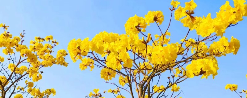 满树小黄花简介,有栾树、黄花决明等
