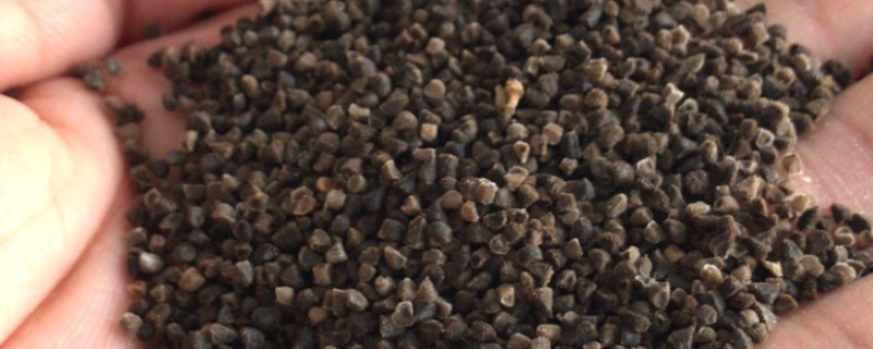 飞燕草种子的种植方法,春季和秋季都可以播种