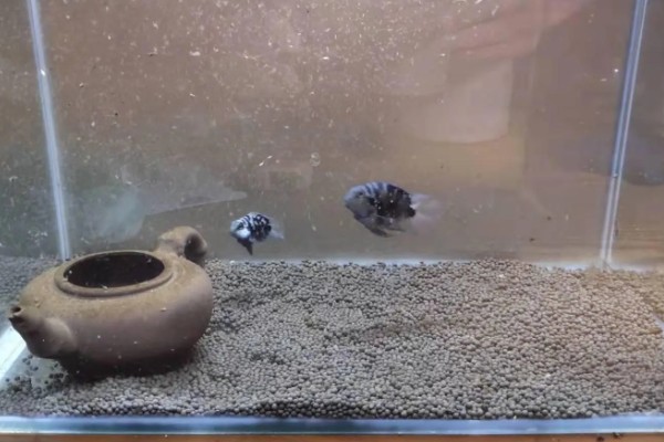 鱼缸最下层的沉淀物如何清理，可以在换水的时候进行清理