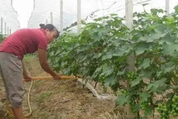 葡萄叶子黄了怎么处理,不同原因的处理方法不同