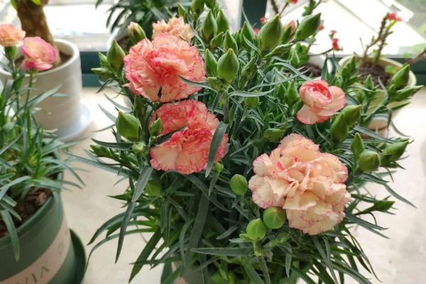 康乃馨开花时可以见阳光吗,开花的时候可以见光