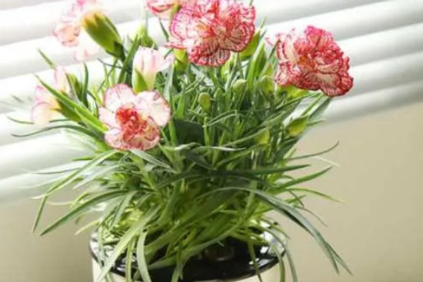 康乃馨开花时可以见阳光吗,开花的时候可以见光