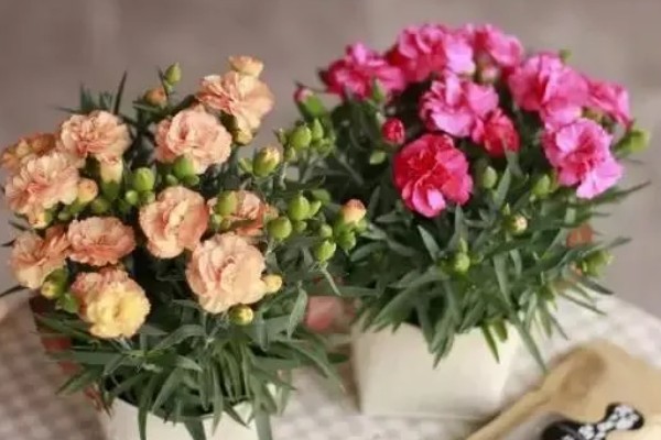 康乃馨开花时可以见阳光吗,开花的时候可以见光