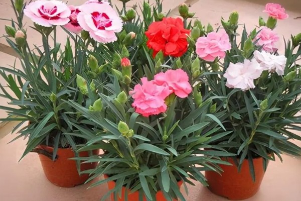 康乃馨开花时可以见阳光吗,开花的时候可以见光
