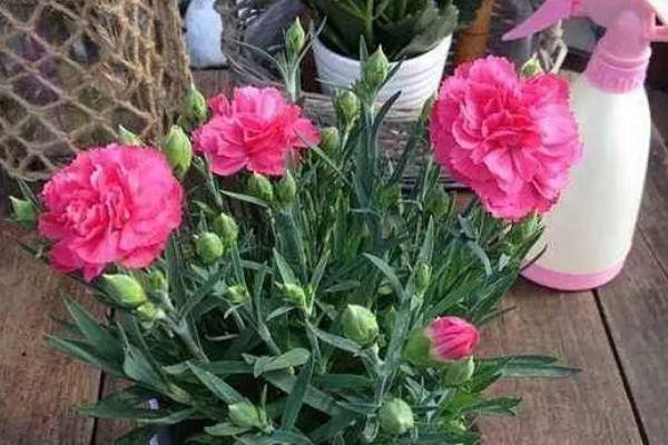 康乃馨开花时可以见阳光吗,开花的时候可以见光
