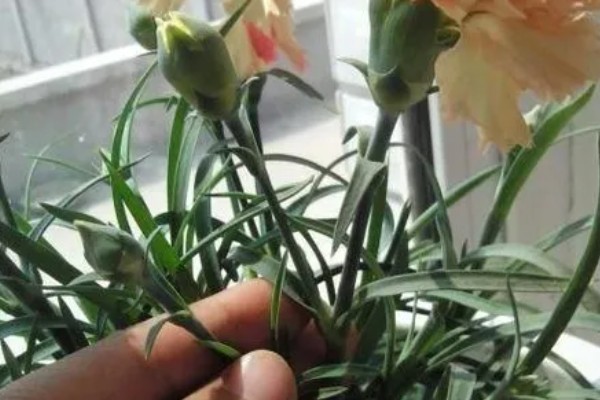 康乃馨开花时可以见阳光吗,开花的时候可以见光