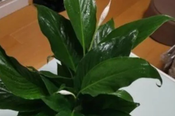一帆风顺如何浇啤酒,啤酒和水按照1:50的比例混合后浇