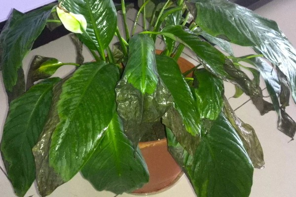 一帆风顺如何浇啤酒,啤酒和水按照1:50的比例混合后浇