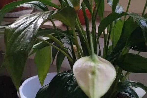 一帆风顺如何浇啤酒,啤酒和水按照1:50的比例混合后浇