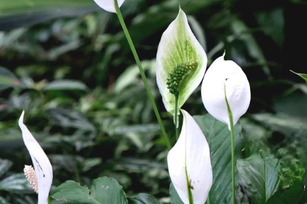 白鹤芋的浇水方法,夏季每隔3天浇一次
