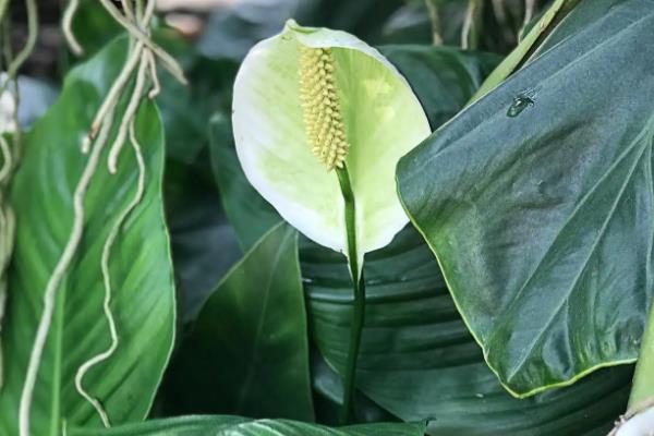 白鹤芋的浇水方法,夏季每隔3天浇一次