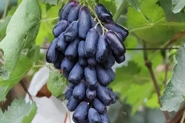 蓝宝石葡萄在几月成熟,通常在八九月份果子成熟