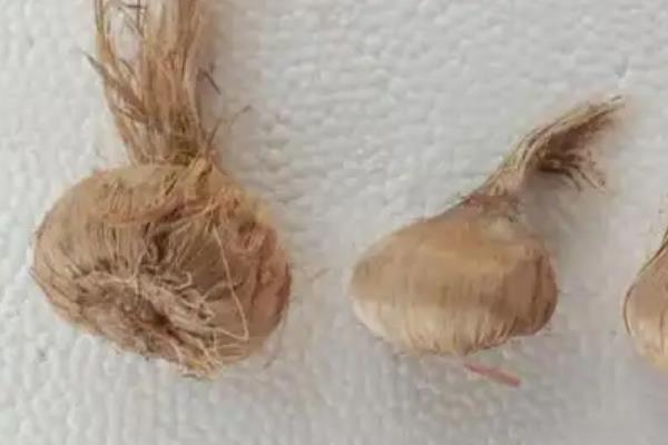 番红花开花后如何处理,将植株上的残花剪掉