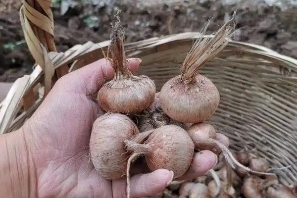 番红花开花后如何处理,将植株上的残花剪掉