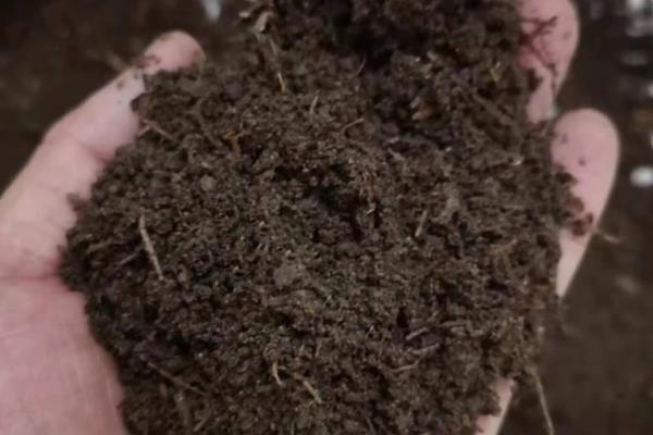 番红花开花后如何处理,将植株上的残花剪掉