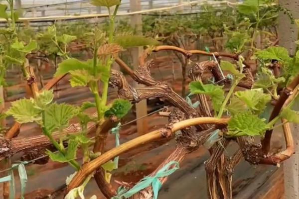 刚栽的葡萄苗如何管理,根据土壤和天气进行浇水