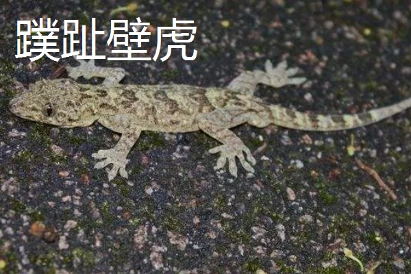 壁虎有没有毒，壁虎有毒