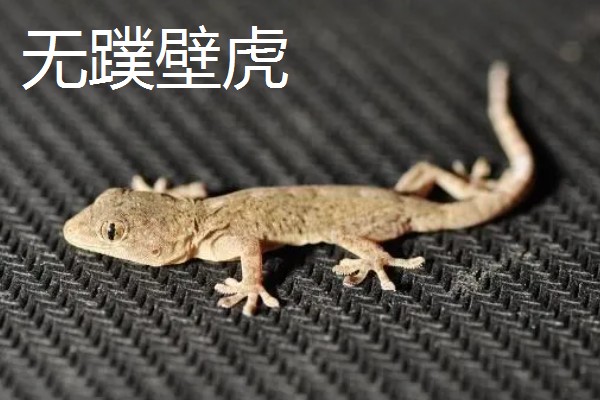 壁虎有没有毒，壁虎有毒
