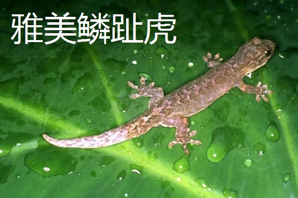壁虎有没有毒，壁虎有毒