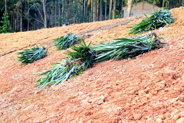 菠萝苗的种植时间,在10-11月份种植可提高成活率