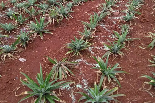 菠萝苗的种植时间,在10-11月份种植可提高成活率