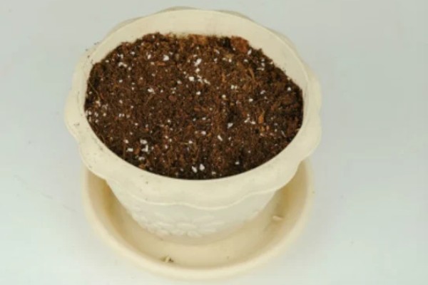菠萝苗的种植时间,在10-11月份种植可提高成活率