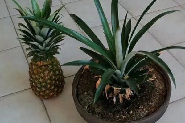 菠萝苗的种植时间,在10-11月份种植可提高成活率
