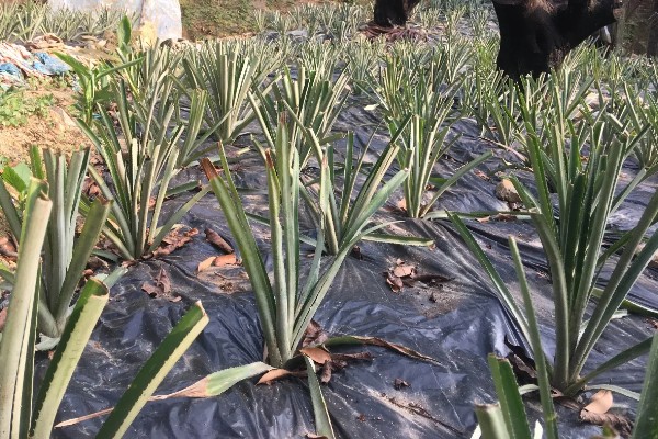 菠萝苗的种植时间,在10-11月份种植可提高成活率