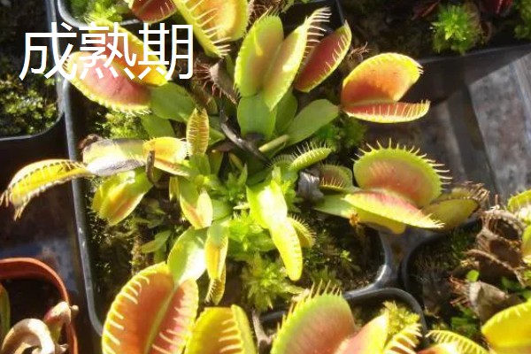 捕蝇草效果好还是猪笼草,猪笼草比捕蝇草好