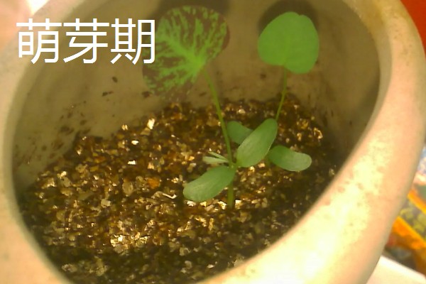 捕蝇草效果好还是猪笼草,猪笼草比捕蝇草好