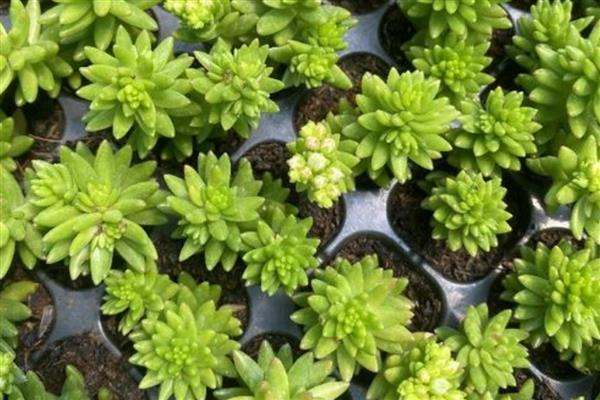 白花小松的养殖方法,可隔7-10天浇一次水