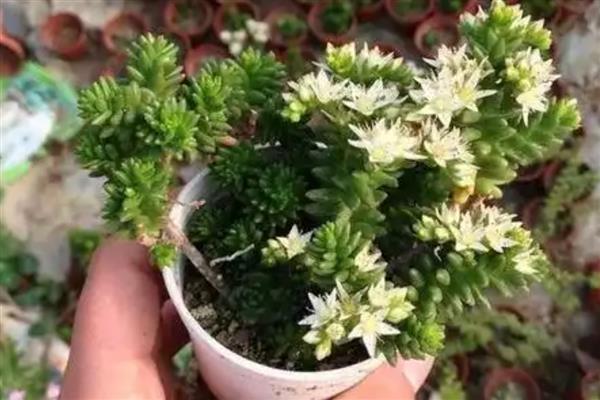 白花小松的养殖方法,可隔7-10天浇一次水