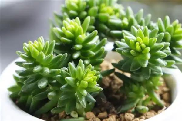 白花小松的养殖方法,可隔7-10天浇一次水