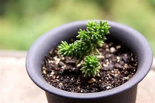 白花小松的养殖方法,可隔7-10天浇一次水