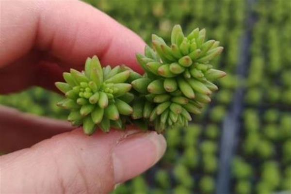 白花小松的养殖方法,可隔7-10天浇一次水