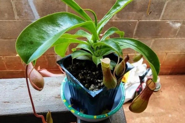 捕蝇草效果好还是猪笼草,猪笼草比捕蝇草好