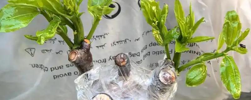 夏季枣树的嫁接时间,在7月上旬到9月下旬进行