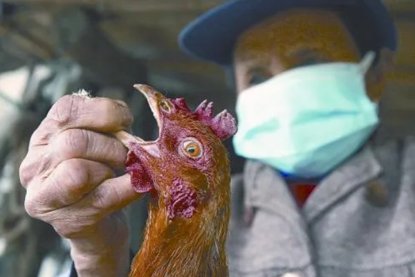 母鸡产蛋困难的原因及解决方法,可能是泄殖腔发炎