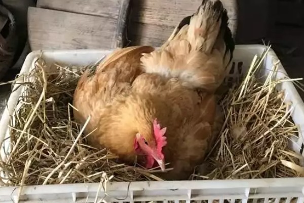 母鸡产蛋困难的原因及解决方法,可能是泄殖腔发炎