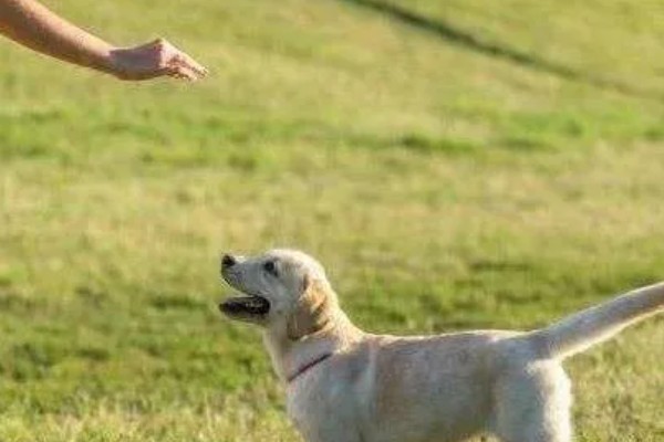 狗狗身体差有哪些表现,表现为精神萎靡、反应迟钝