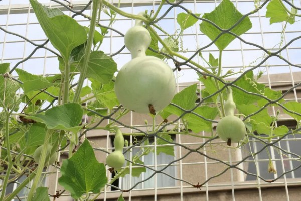 葫芦的寓意是什么，寓意健康长寿、富贵吉祥等